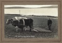 Photo of Sandy Barnett, Lythes, Longhope, Orkney, harrowing with oxen. Probably 1920s/30s, parish of Walls, Orkney.